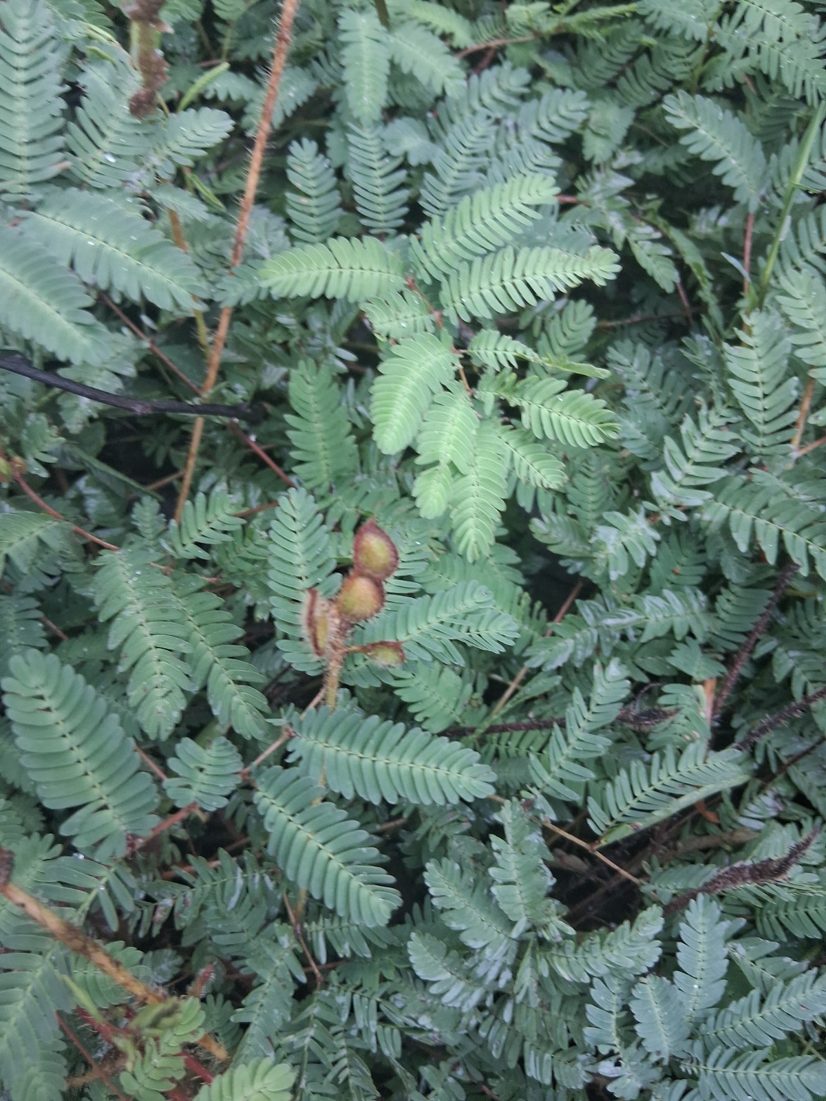 Sensitive Plant (Mimosa) Live Flowering Ground Cover, Creeping, Outdoor Full Sun gallery