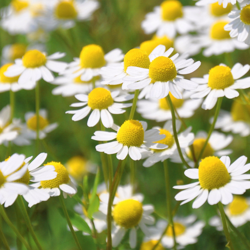 Fresh German Chamomile Seeds | Herbal Tea | Heirloom Non-GMO | Flower Seeds gallery