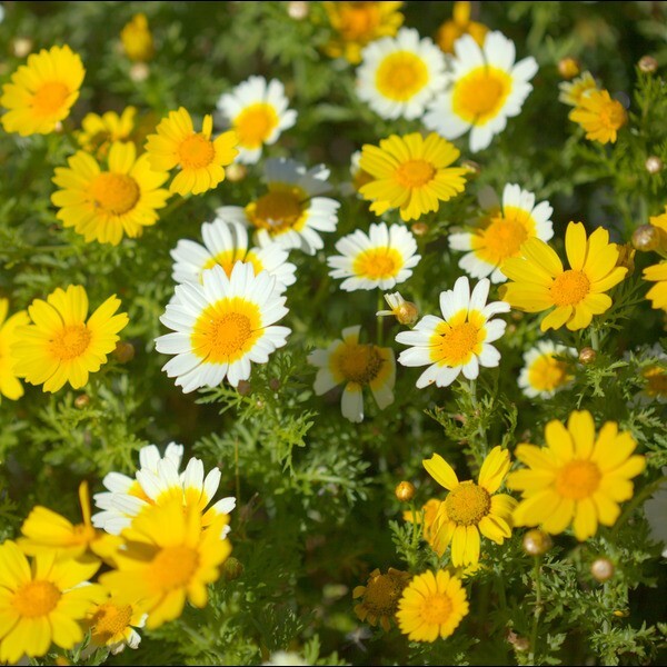 150 GARLAND CROWN DAISY SEEDS | 2026 FREE SHIPPING NON GMO HEIRLOOM gallery