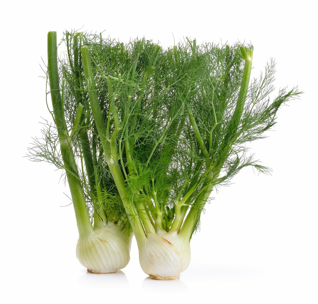 Florence Fennel Seeds 250+ Vegetable Salad Garden NON-GMO USA FREE SHIPPING gallery