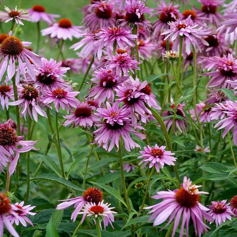 Doubledecker Purple Coneflower Echinacea Seeds ~ Echinacea Purpurea Doubledecker gallery