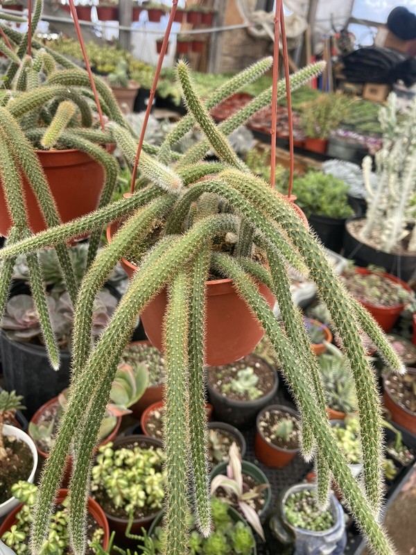 RAT TAIL CACTUS 6-INCH POT HANGING gallery