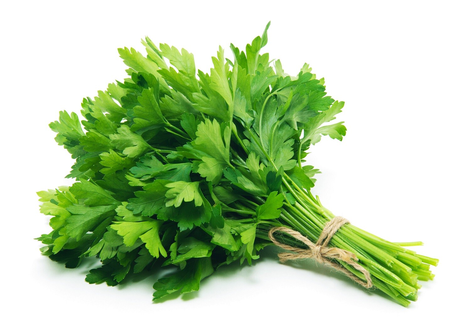 Evergreen Parsley Seeds | Heirloom | Non-GMO | Fresh Garden Seeds gallery