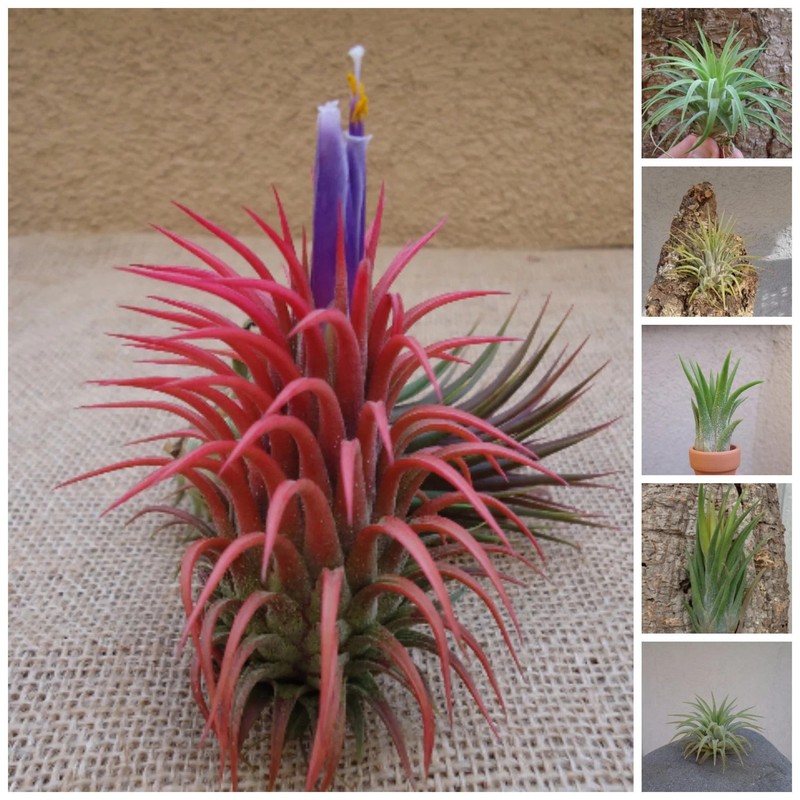 5 Pack Assorted Ionantha Color Changing Air Plants gallery