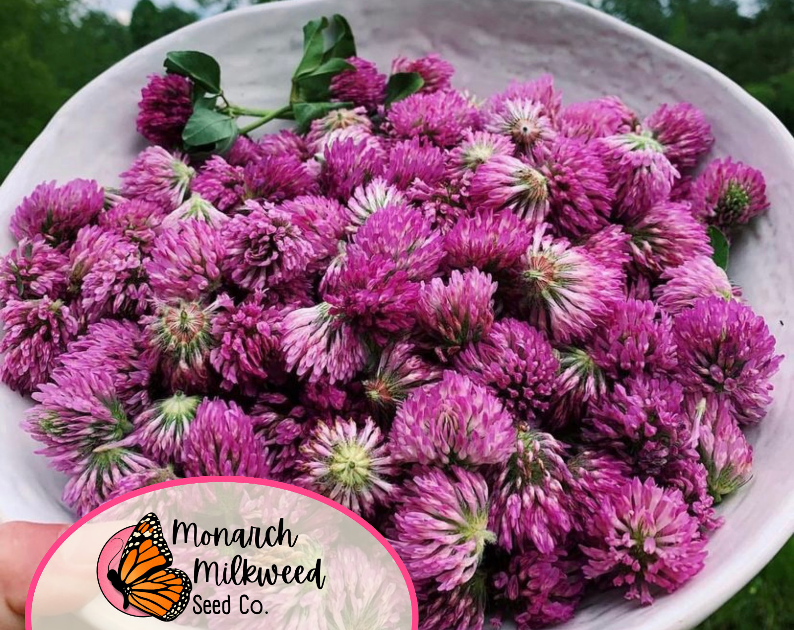 5700+ Mammoth Red Clover Seeds | Flower Gardening Pollinator Plant Seed Packet gallery