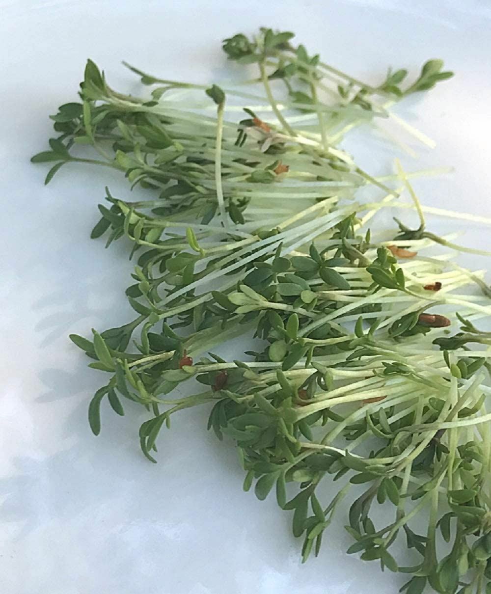 Cress Seeds for Sprouting Microgreens, "COOL BEANS N SPROUTS" Brand gallery