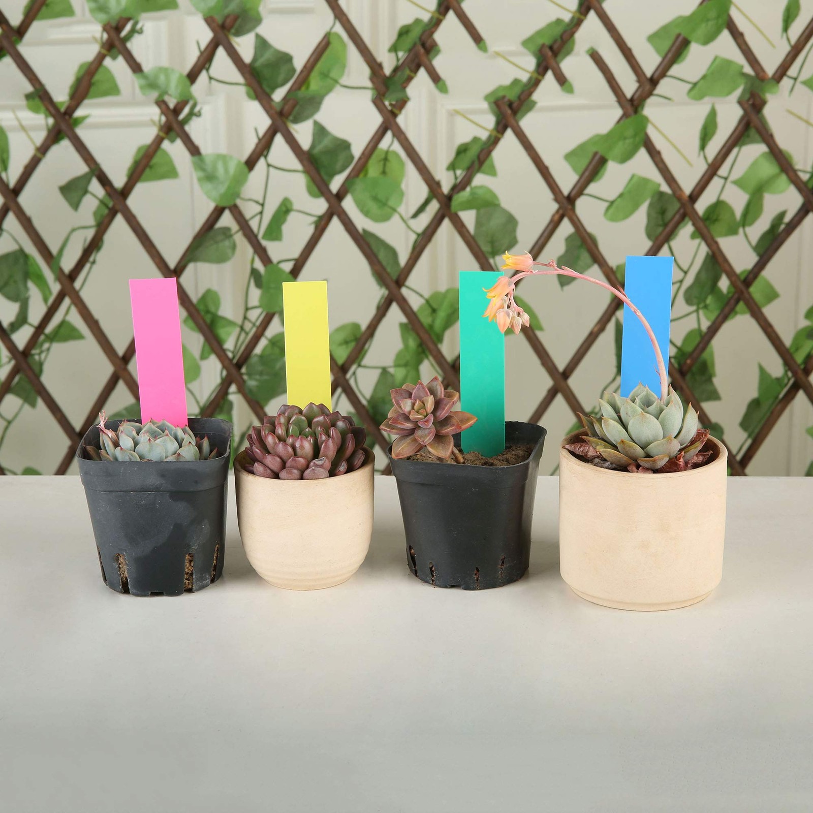 1000-Piece Multi-Color 4" Plastic Garden Plant Labels gallery
