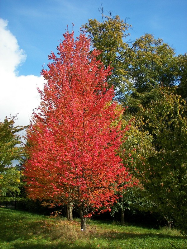 Red Maple, Acer rubrum, (Northern Source) Tree Seeds (Fast, Fall Colors) gallery
