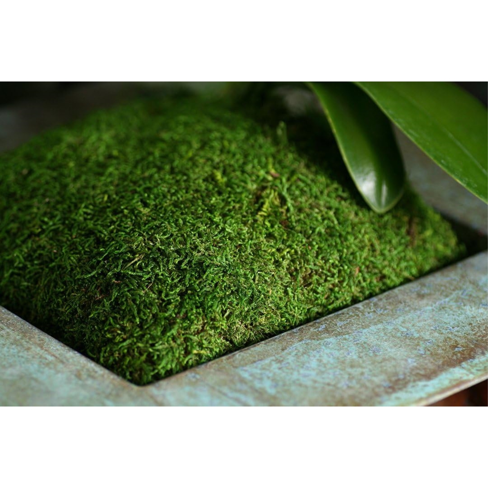 SuperMoss Preserved Sheet Moss, Fresh Green, 1oz gallery