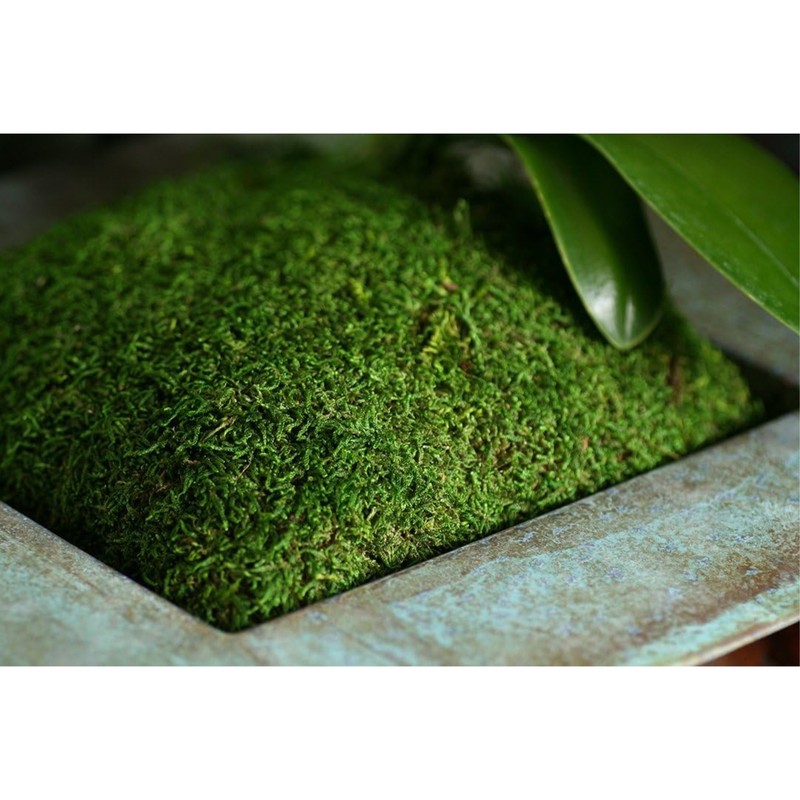 SuperMoss Preserved Sheet Moss, Fresh Green, 1oz gallery