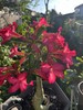 Beautiful 5 Years Old Desert Rose In 2 gallons Pot gallery