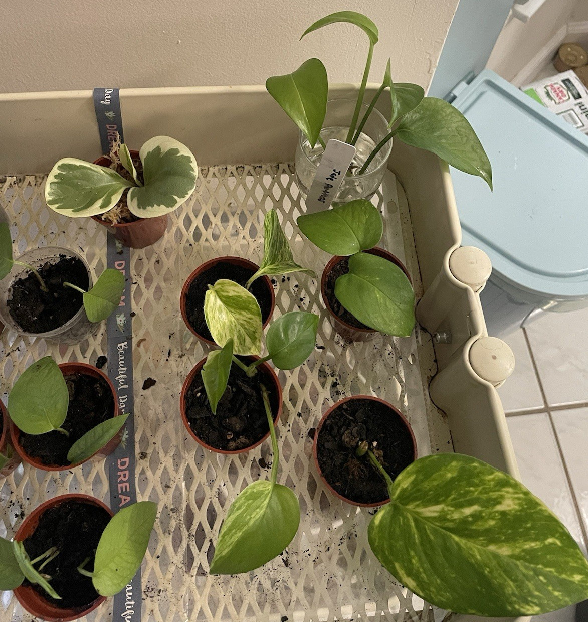 Mini Starts Live Plants In 2 Inch Pots, $3.50 Each gallery