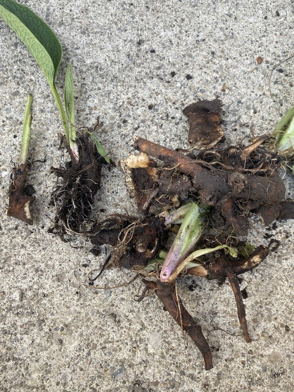 Comfrey Bocking 14, (2) two Established Root Cutting.Shipped Bare Root READ gallery