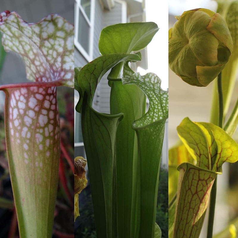 LIVE Carnivorous Starter Pack - Sundew, Sarracenia, Flytrap Small Plants gallery