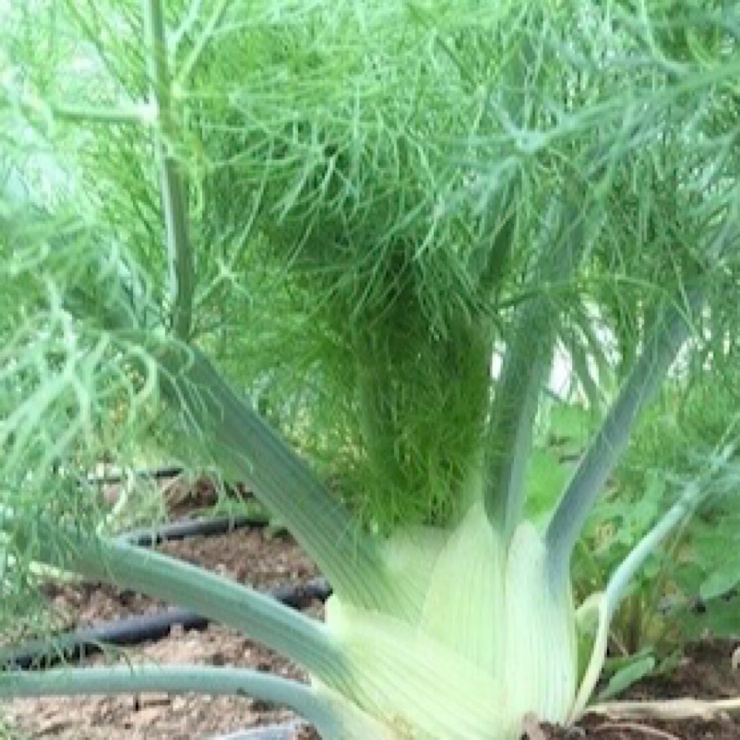 200+ FLORENCE FENNEL SEEDS (Foeniculum vulgare) Herbs Garden Seeds - USA gallery
