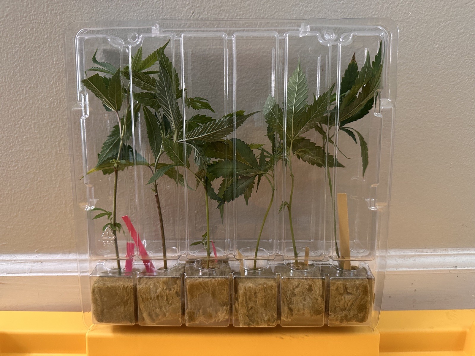 CLONE SHIPPER Live PLANT shipping box Container Propagation Dome Rockwool Cubes gallery