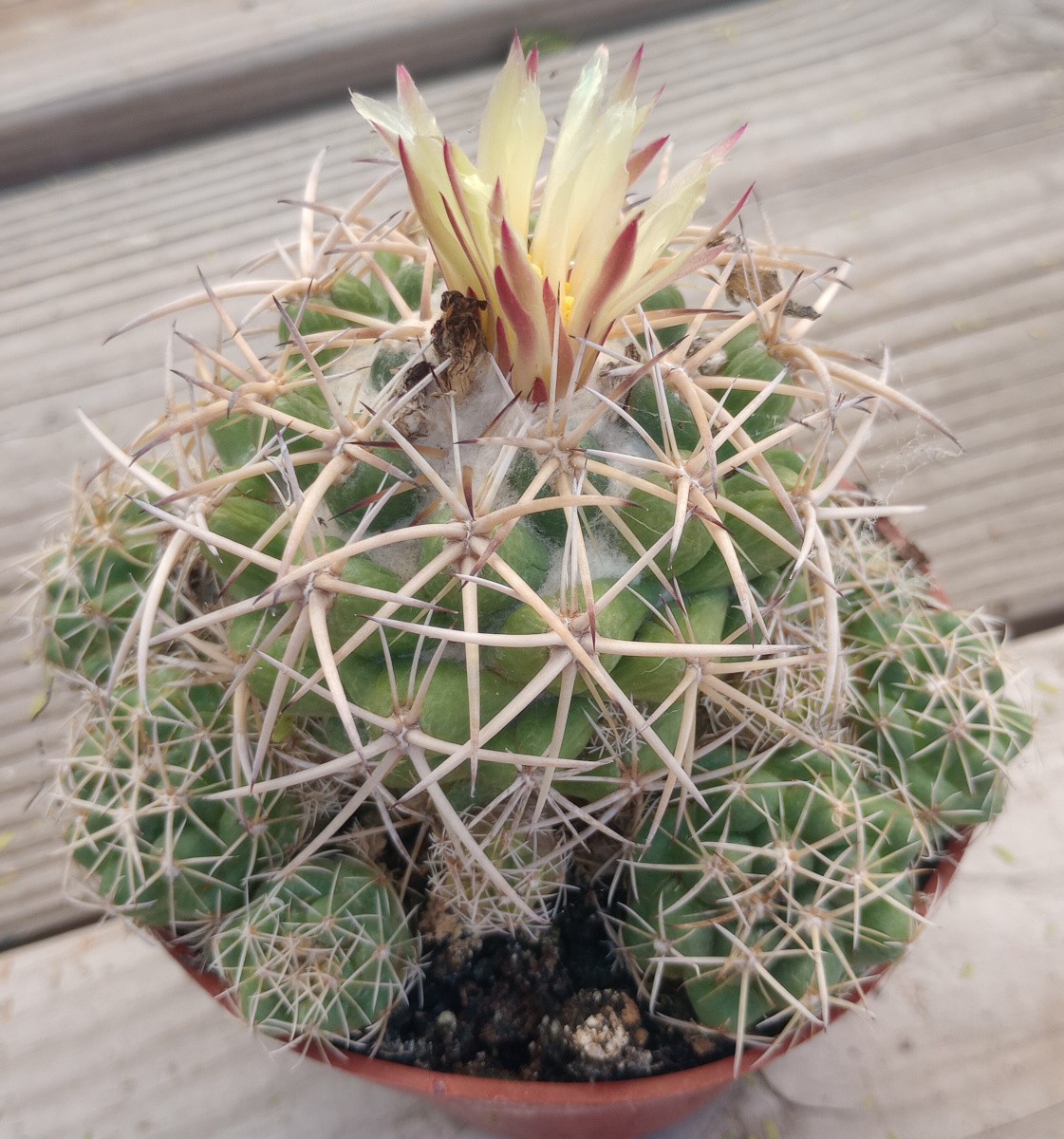 Coryphantha andreae Super Clumps Tubercle Cactus Overgrowing their Pots gallery
