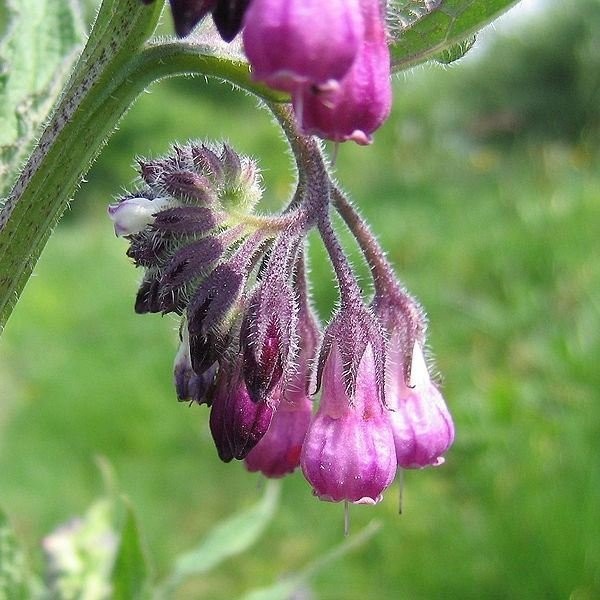 5 bocking 14 comfrey root cuttings dug the morning shipped deer resistant gallery