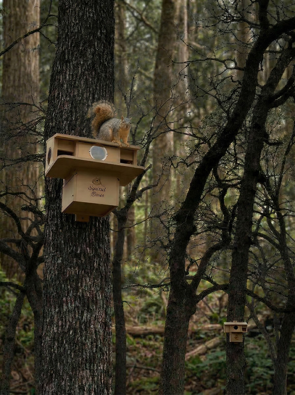 Squirrel Nesting Box gallery