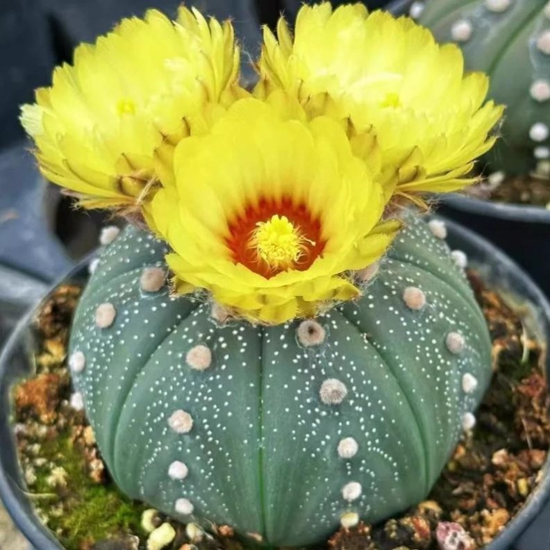 Astrophytum asterias Beautiful Raresucculent Garden Plants MIni CaCtus gallery