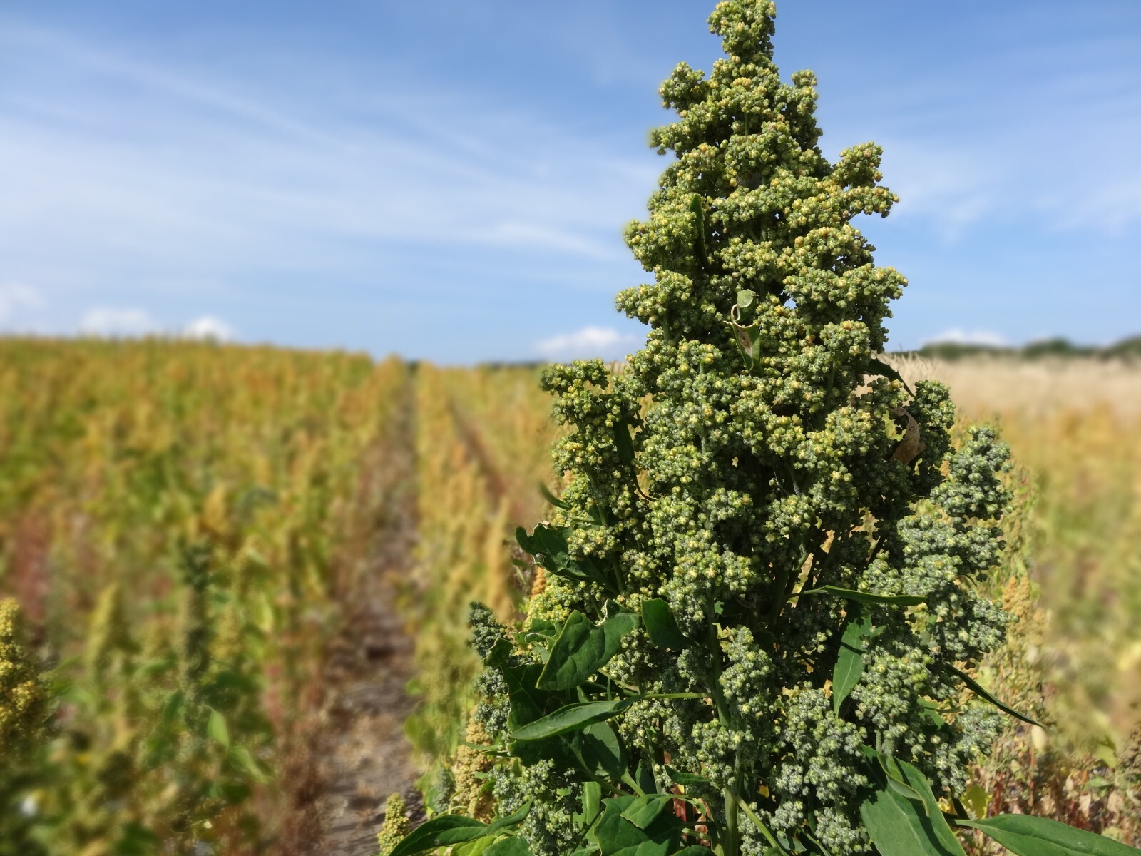150 Brilliant Rainbow Quinoa Seeds - Chenopodium quinoa - Non-GMO Ancient Grain! gallery