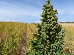 150 Cherry Vanilla Quinoa Seeds – Chenopodium quinoa – Non-GMO Ancient Grain!