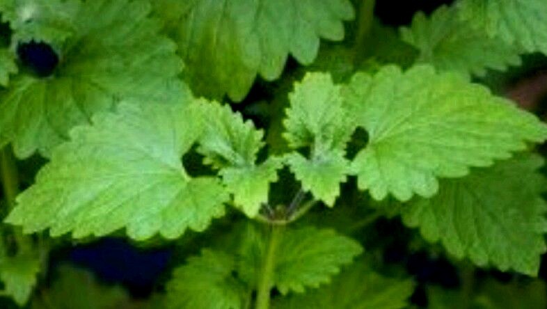 400 CATNIP SEEDS- Non GMO-Open Pollinated. gallery