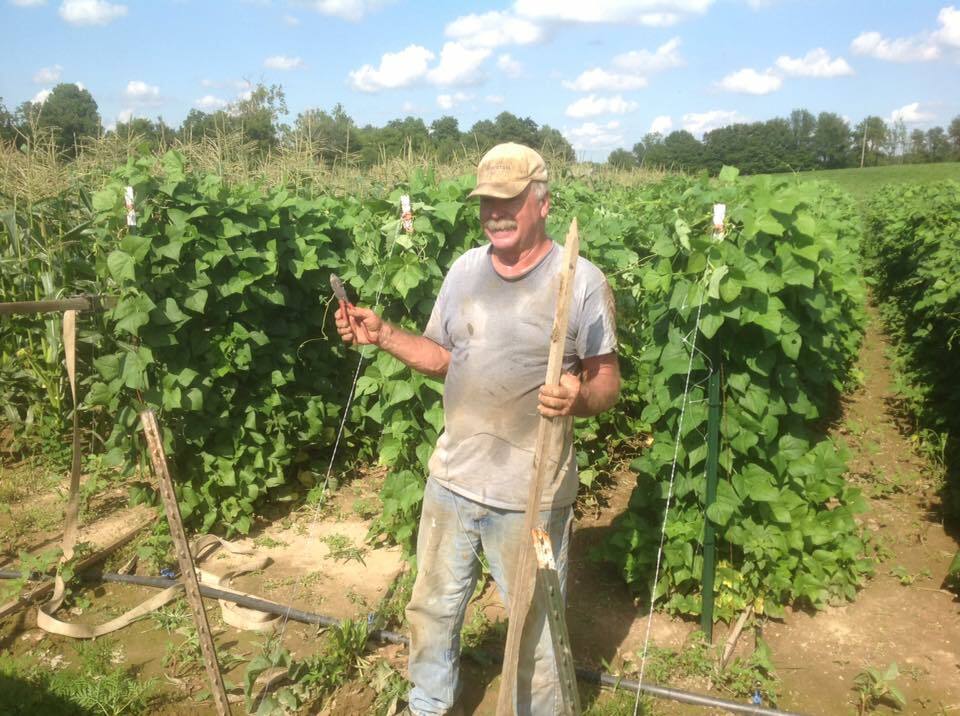 Beans, Blue Lake FM - 1K Stringless Pole , 150 Non-Gmo, Heirloom, Amish Seeds. gallery