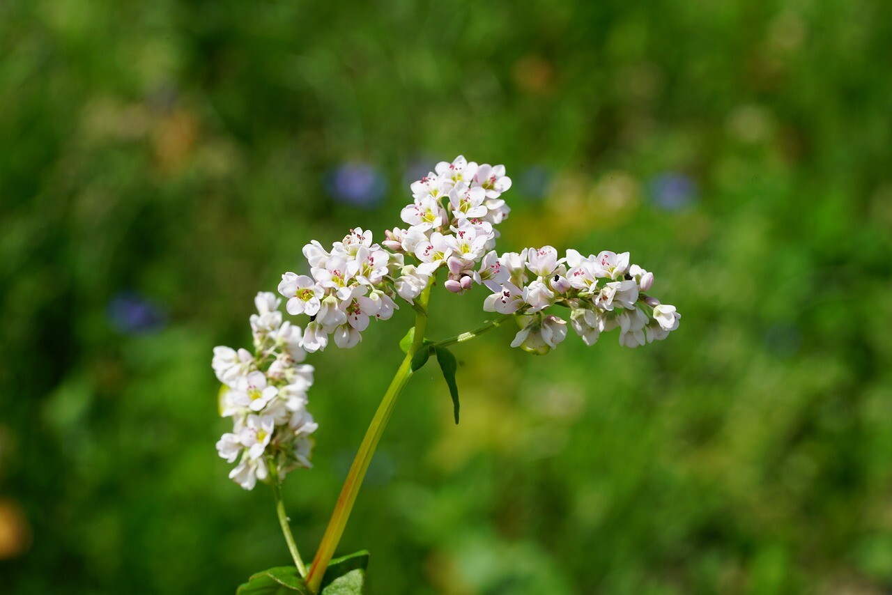 Buckwheat Seeds - Nutrient-Dense, Fast-Growing Green Manure & Cover Crop gallery