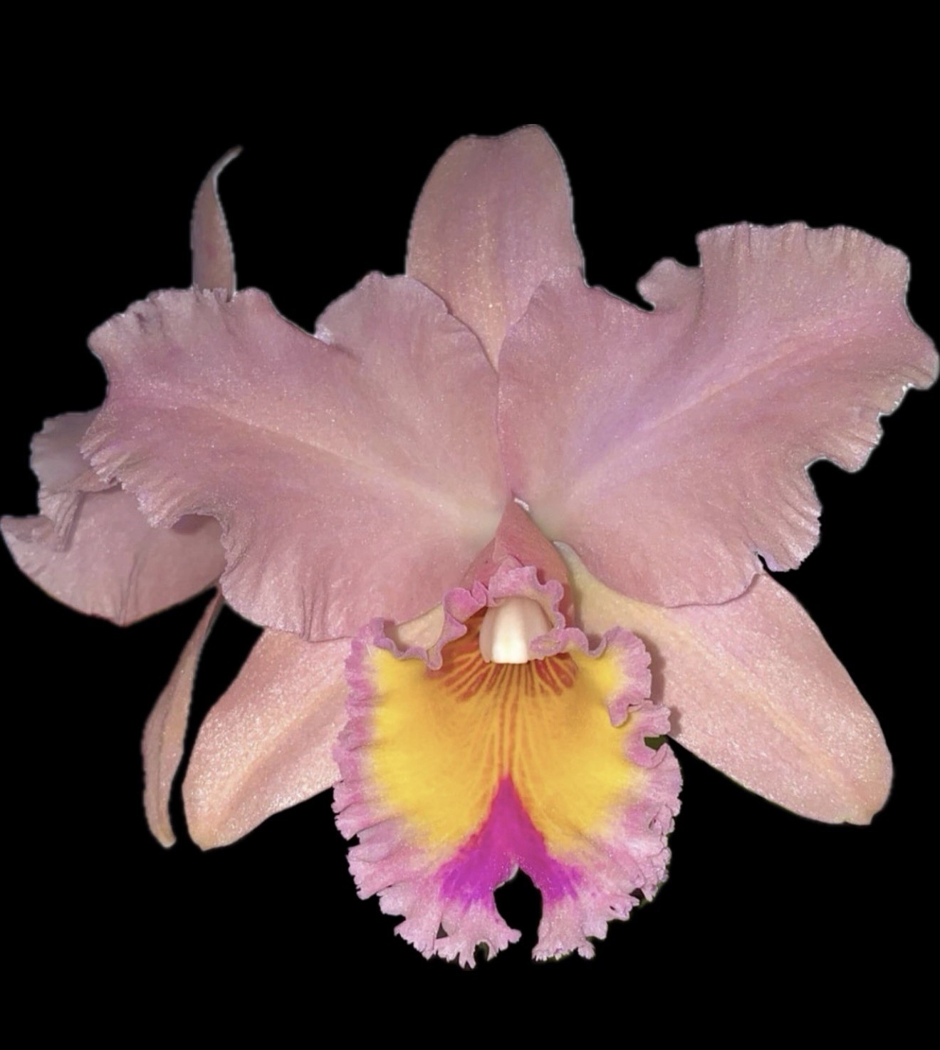 Blc George King 'Serendipity’ Cattleya Orchid Plant 4” gallery