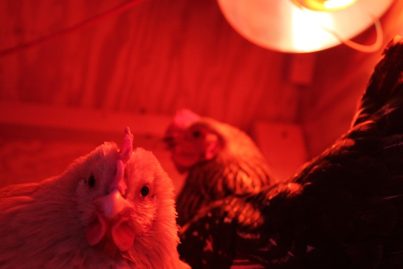 250W Watt Infrared Brooder Chicken Coop Hen House Red Heat Lamp R40 Medium E26 gallery