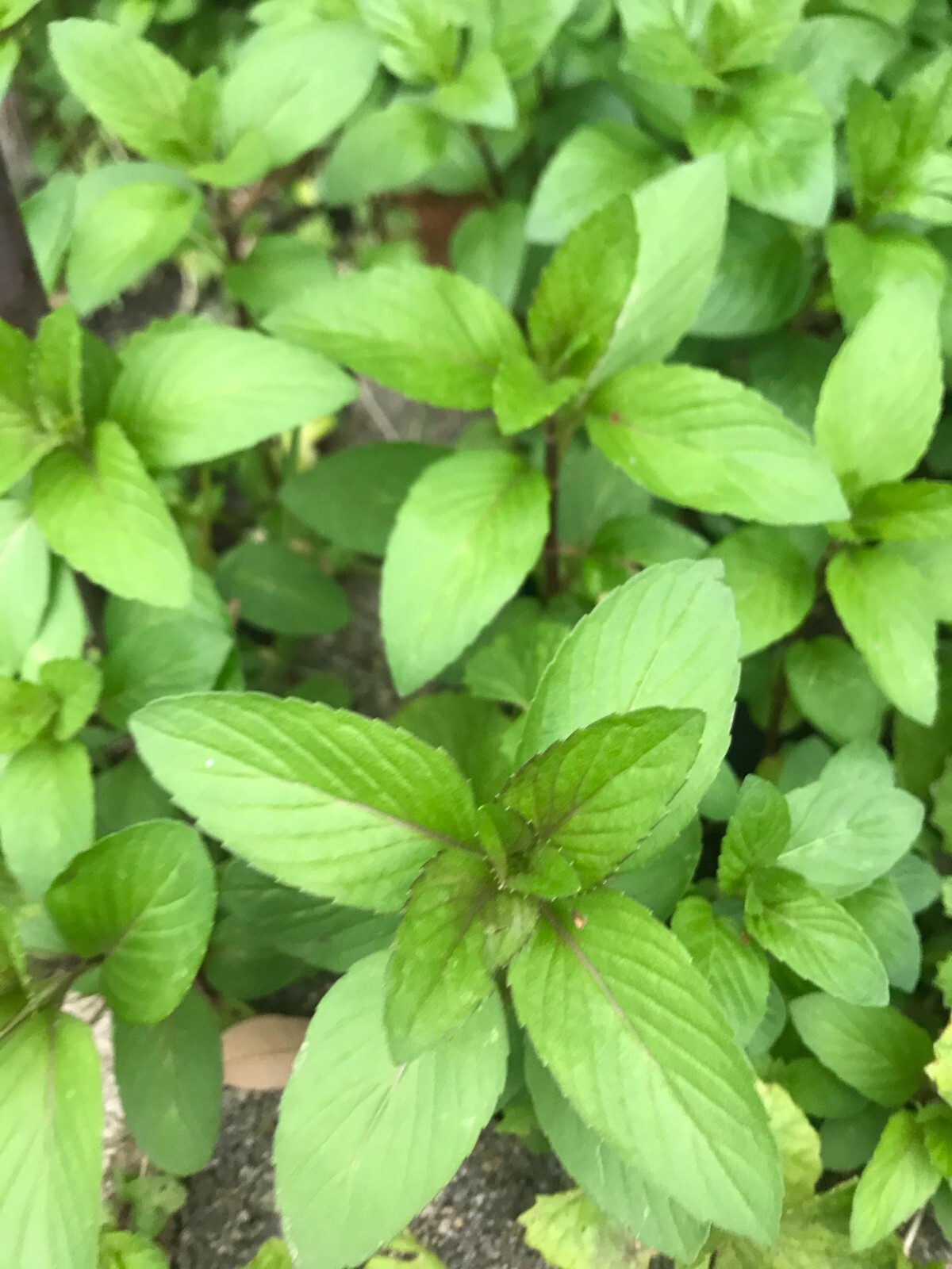 5 Chocolate Mints Rau hung cay Culinary Herbs Mentha perennial flower herb COL gallery