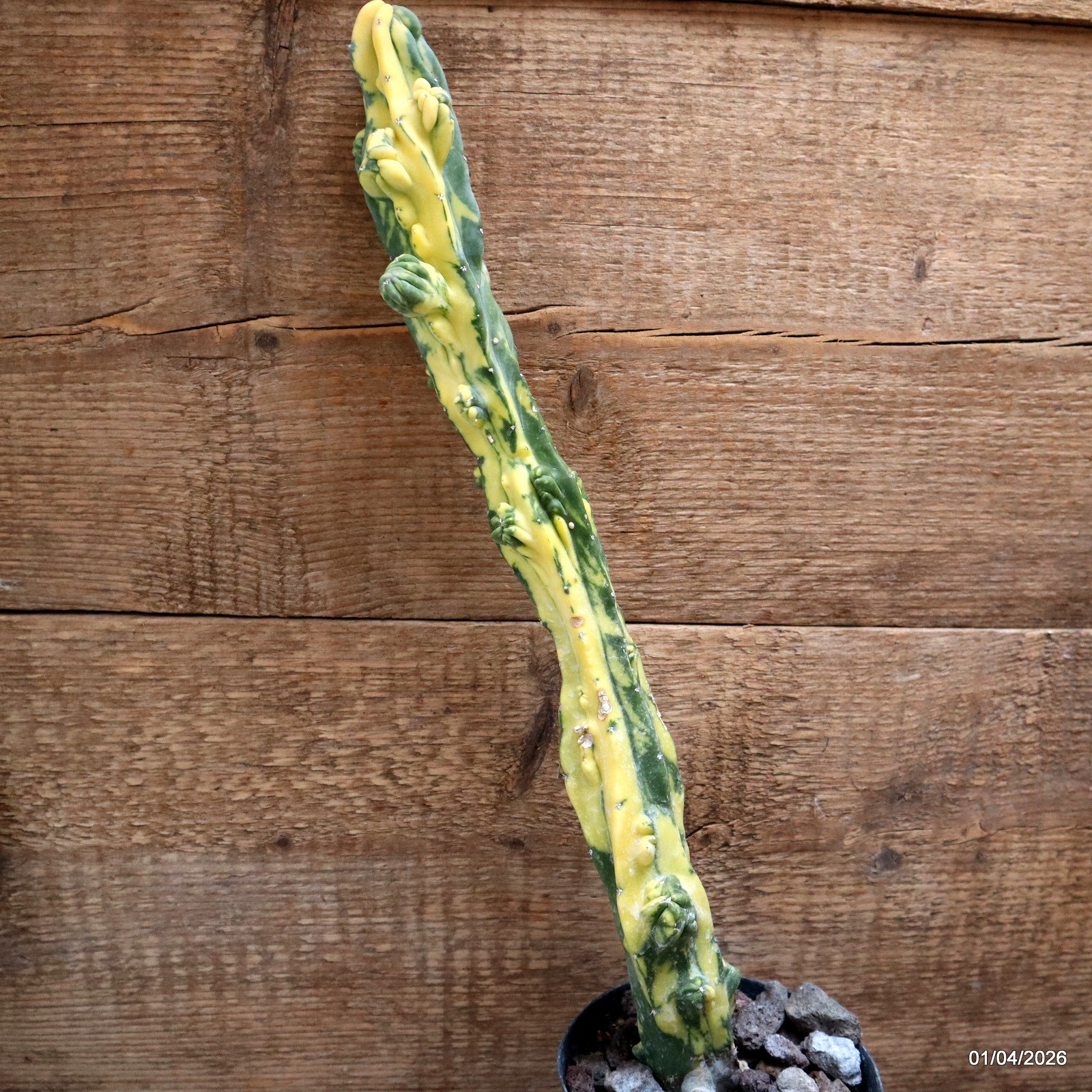D8196 MYRTILLOCACTUS GEOMETRIZANS VARIEGATED pot12-H43-W6,5 cm MaMa Cactus gallery