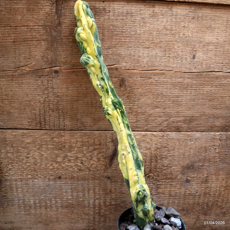 D8196 MYRTILLOCACTUS GEOMETRIZANS VARIEGATED pot12-H43-W6,5 cm MaMa Cactus gallery