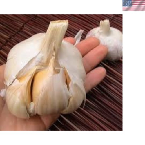 Elephant Garlic Bulbs for Fall Planting in Size 3 Ounces and Color Natural wi... gallery