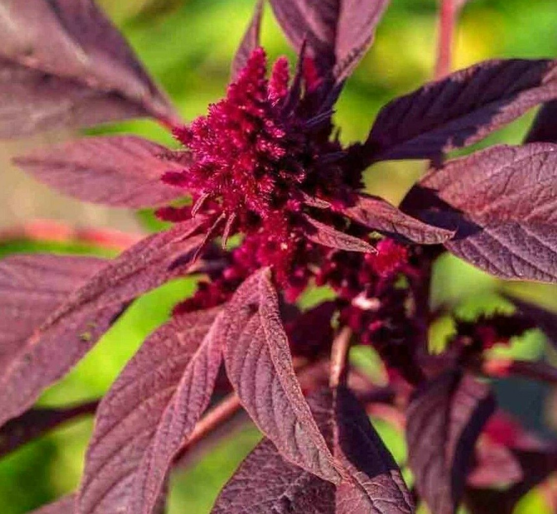 AMARANTH SEEDS 1000+ "RED GARNET" HERB garden MICRO-GREENS non-gmo FREE SHIPPING gallery