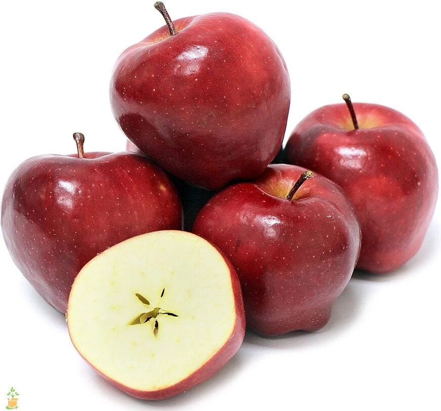 RED DELICIOUS APPLES BOX LOT 1-6 POUNDs LB ANTIOXIDANT NUTRIENT~Fresh REAL Fruit gallery