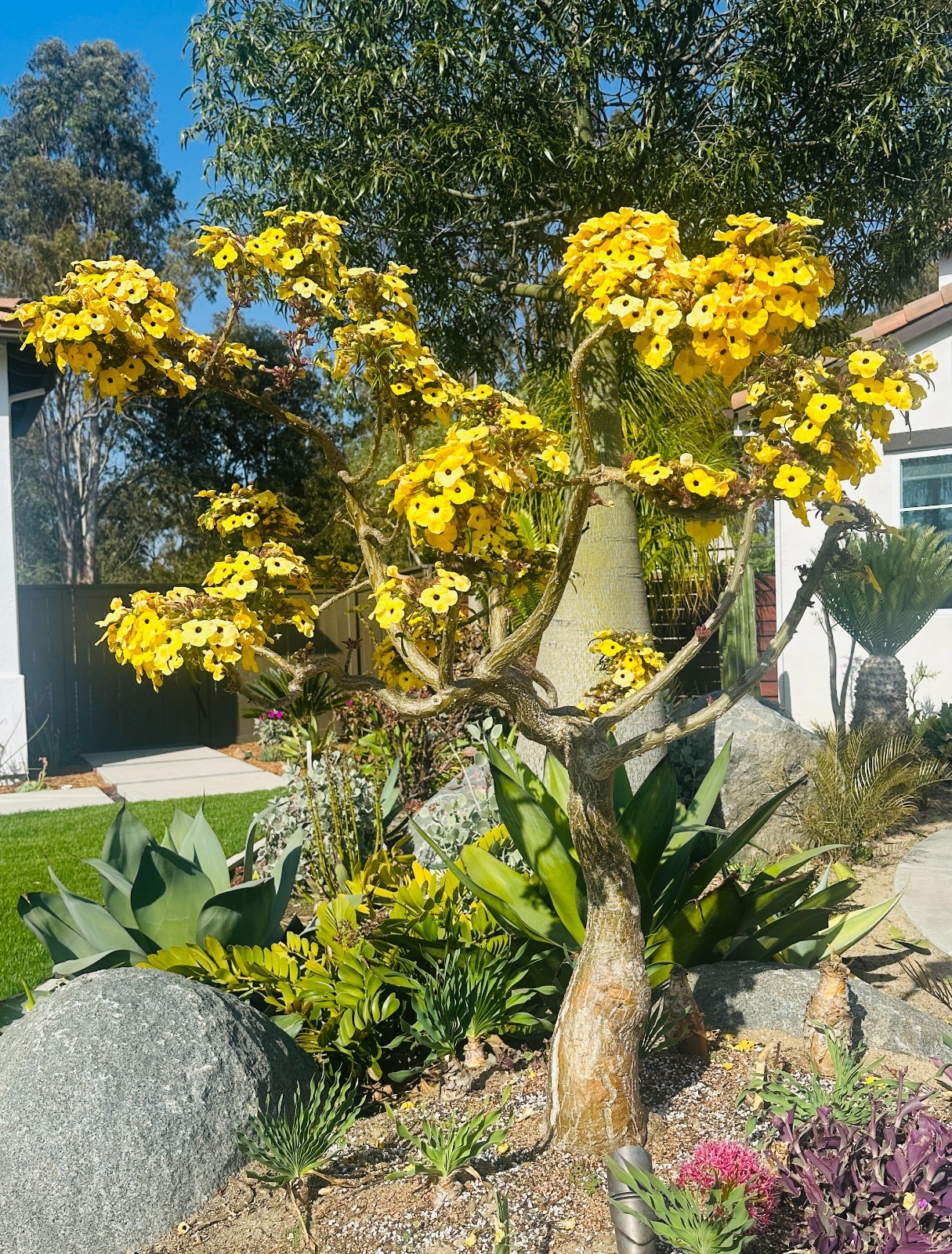 Uncarina decaryii gallery
