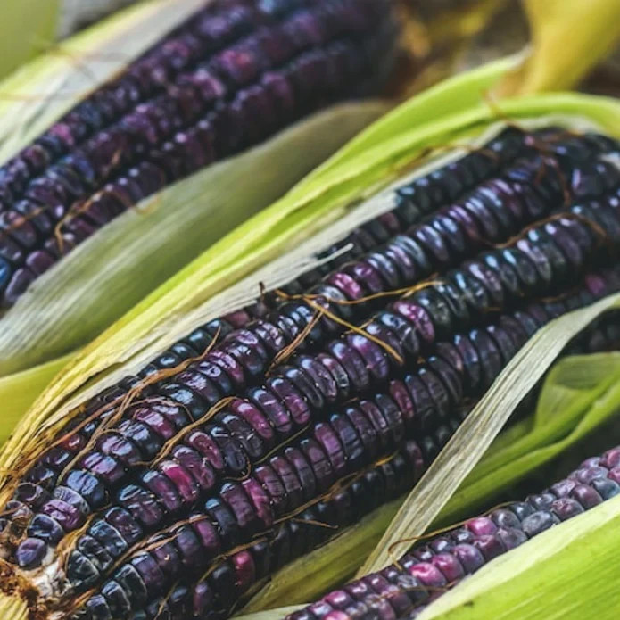 50 Purple Corn Seeds – Rare Deep Violet Variety for Unique Garden & Fall Display gallery