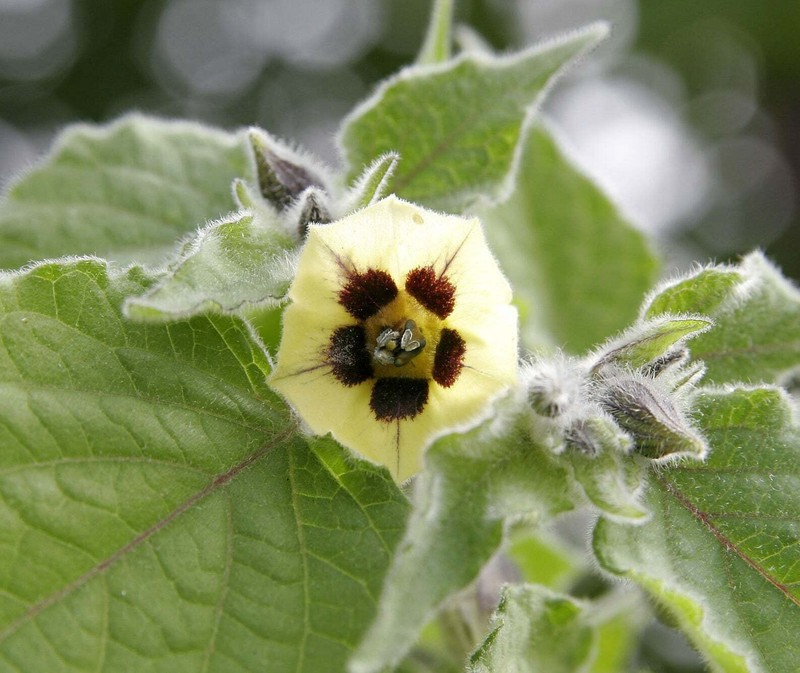 Physalis peruviana 'Colombia Select' = Greater Physalis - Inca Berry - 50 seeds gallery