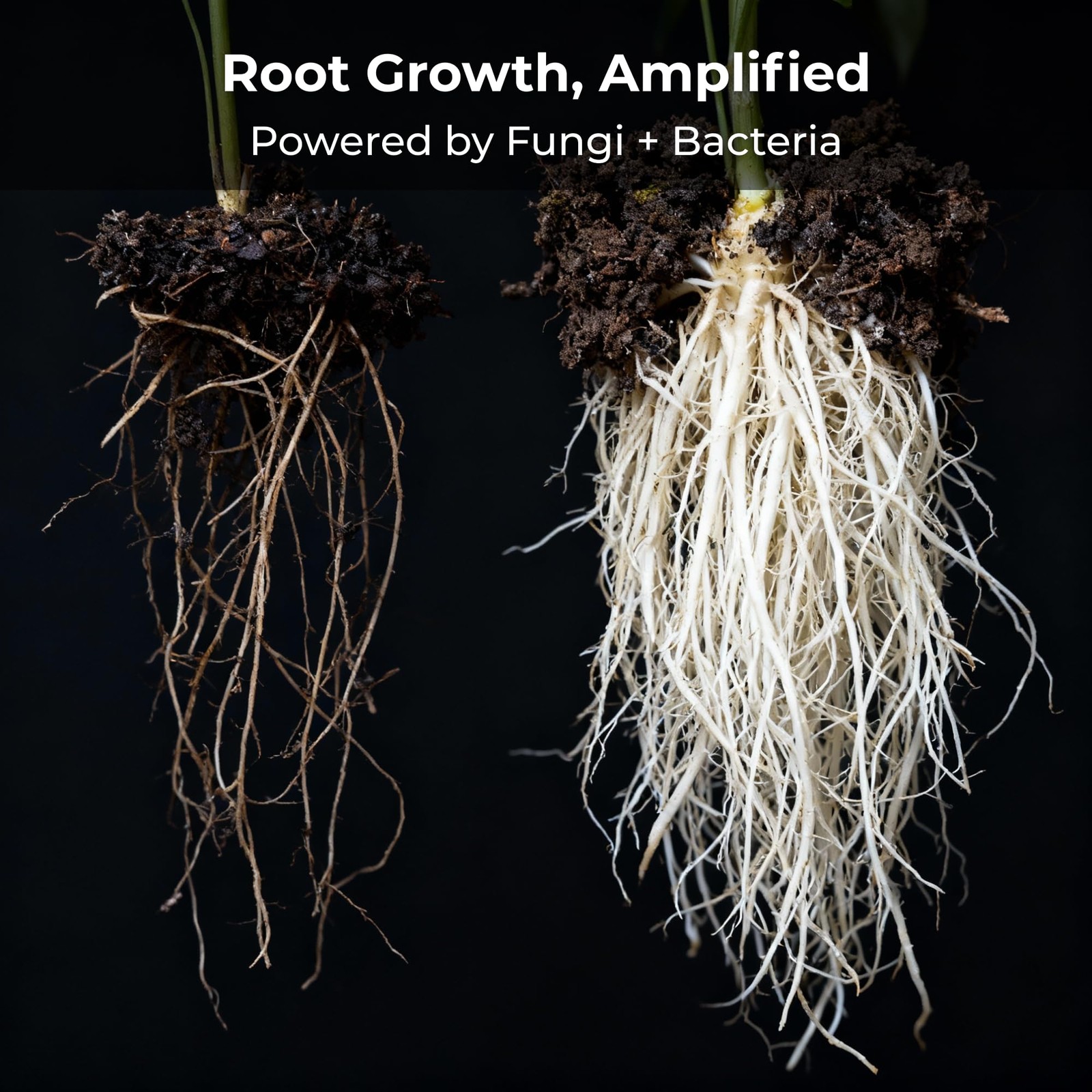 Real Growers Recharge 2 oz – Explosive Root Growth with Mycorrhizae for 2oz gallery