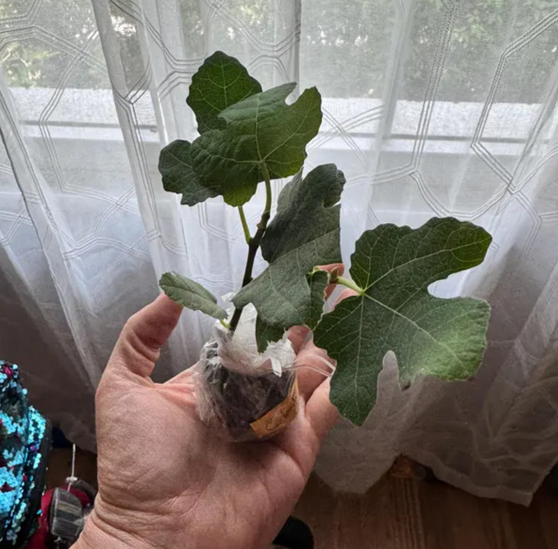 Live Celeste Fig Tree – Dwarf Sweet Brown Fig Variety – 4–6" Tall – Ships No Pot gallery