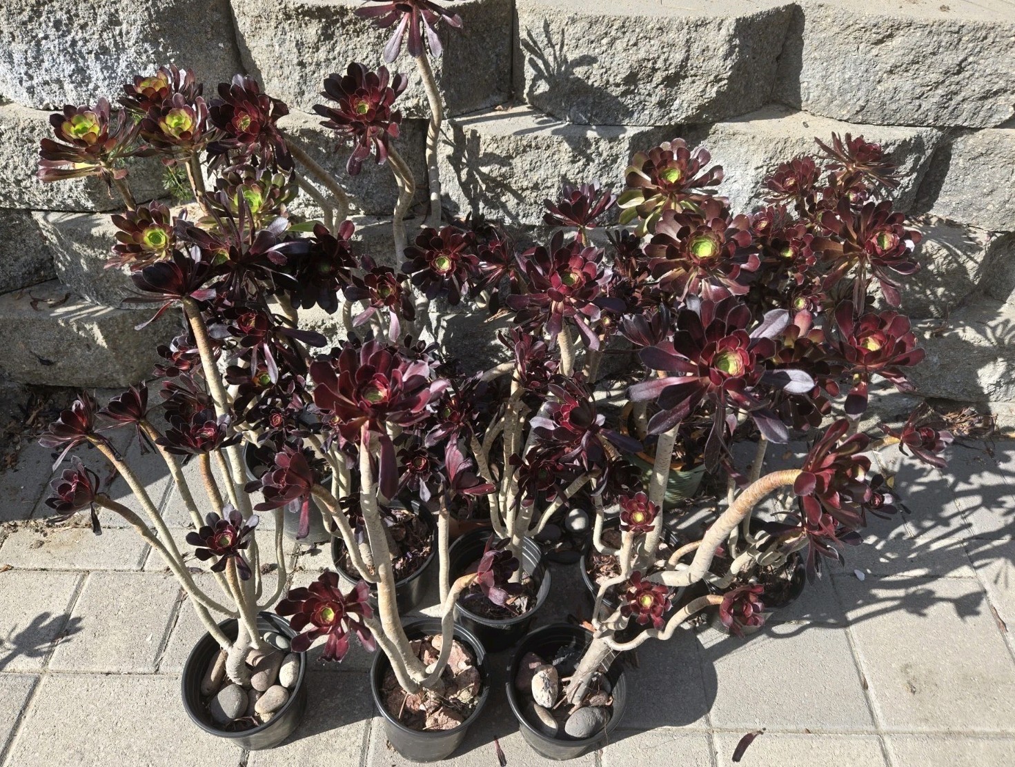 Two Aeonium arboreum 'Atropurpureum' Purple Rose Plants gallery