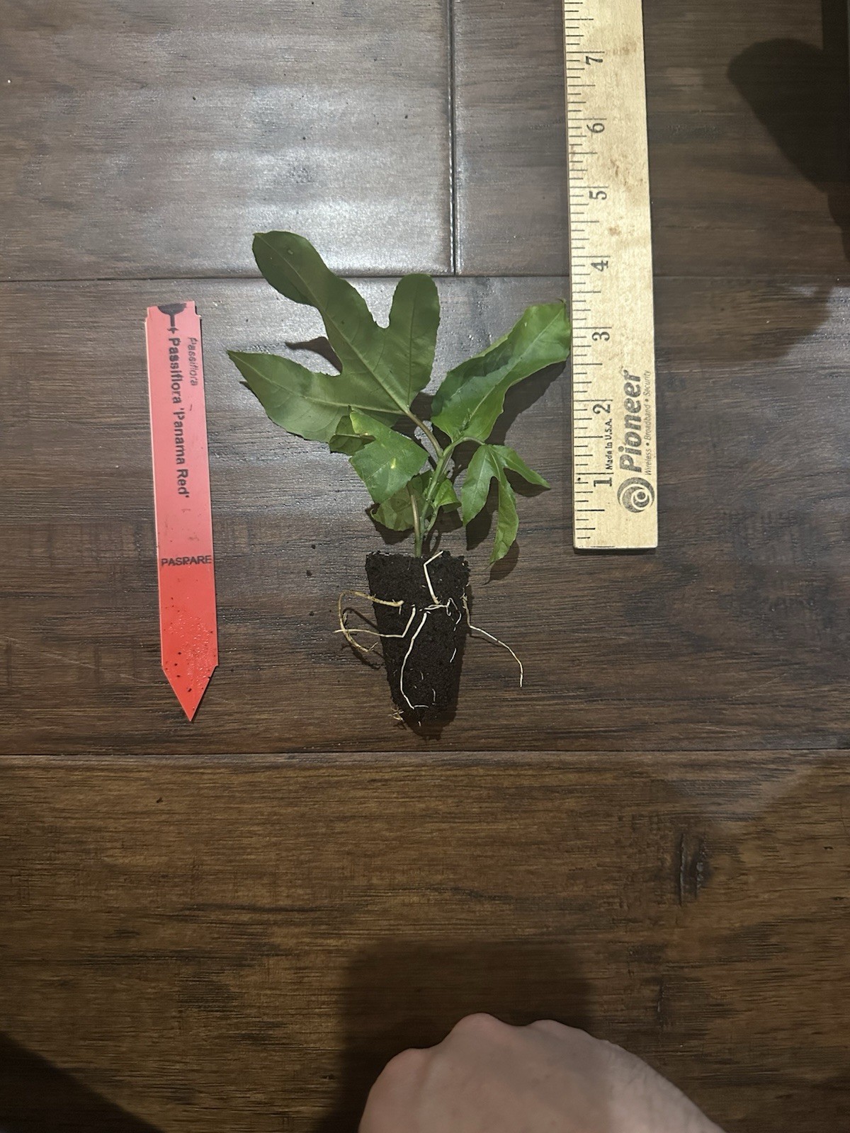 Panama Red Passion Fruit (P. edulis) - 1 TC Plant/Plug -2-6 in -Edible Fruit gallery