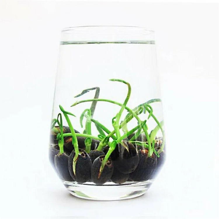 10pcs Pre-Sprouted Mixed Color Bonsai Bowl Lotus Aquatic Plants Ready to Thrive gallery