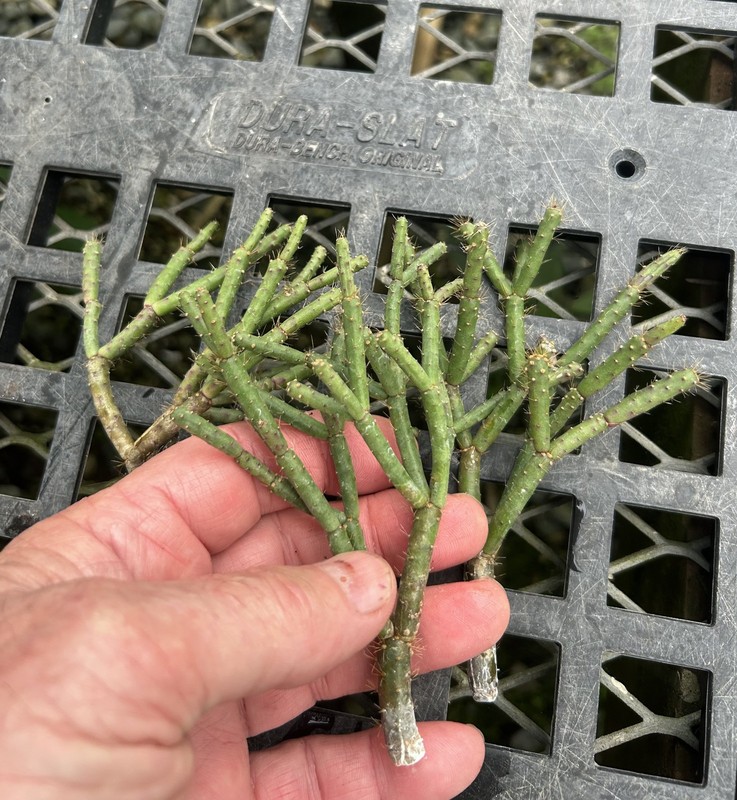 Schlumbergera microsphaerica - seedgrown clone of Brazilian lithophytic cactus gallery