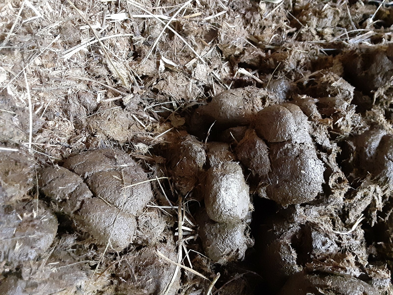 4+ pounds Fresh All Purpose Horse Manure - Organic Gardening Fertilizer Flowers gallery