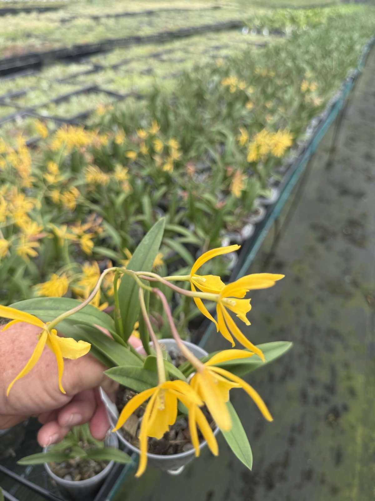 Vaughnara Fiftieth Anniversary Richard Mueller Hybrid Orchid plant 4” FRAGRANT ~ gallery