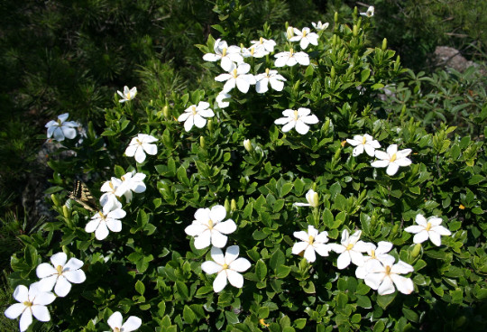 Gardenia jasminoides Seeds - Cape Jasmine - Common Gardenia gallery