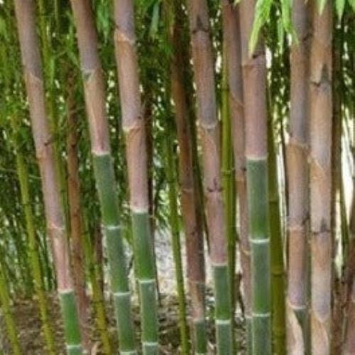 Phyllostachys Atrovaginata 'Incense Bamboo' gallery